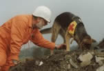 hunde rassen hunde rassen