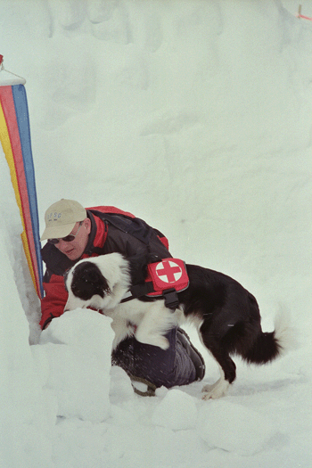 hunde in not