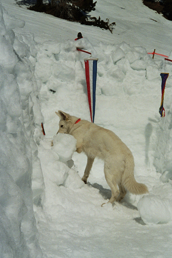 hund