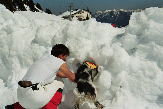 hunde