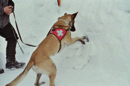 hunde rassen